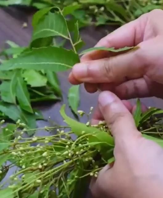 Neem Anti Herbal Handmade Soap 100gm (Pack of 1)